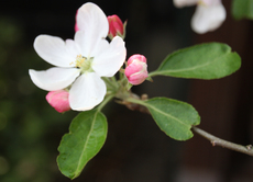Apfelbaumblüte-3738.JPG